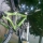 flatoudirt38
