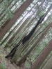 les arbres étranges de la foret