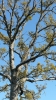 Un arbre