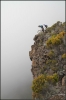 Au bord du gouffre - Piton de la Fournaise