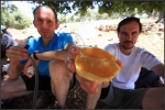 Les fruits, le miracle de la nature
