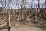 lignes de dirt