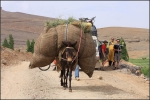 mule t�l�command�e