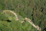 dans la forêt de Sardonne