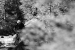 dans les bois