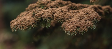 UnReal - Dirt Blizzard