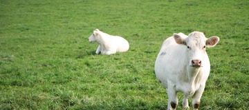 Trail Buddies n&deg;4: Revermont dans l'Ain