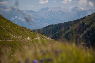 Mue de printemps pour 26in