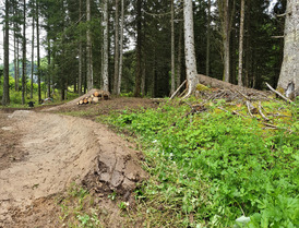 Bernex - Forfait journ&eacute;e